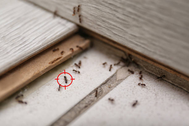 Best Pest Control Treatment  in Strongsville, OH