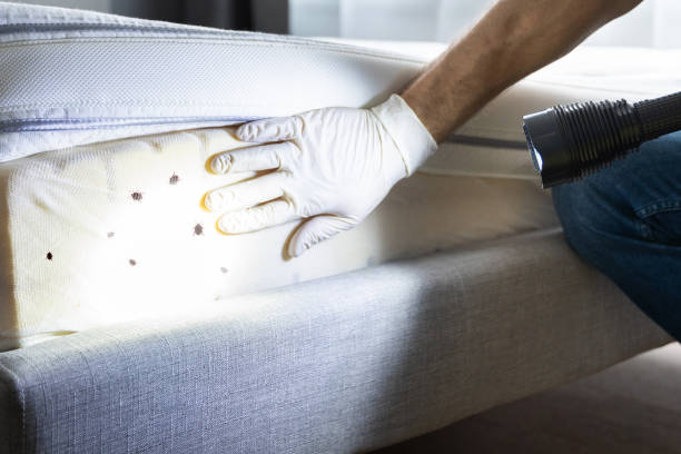 Best Best Pest Control Companies  in Strongsville, OH