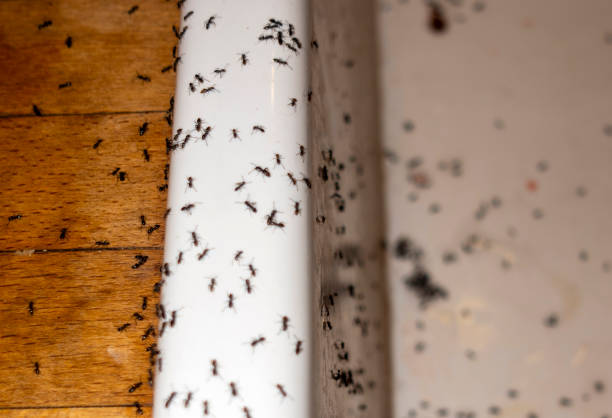 Best Commercial Pest Control Services  in Strongsville, OH