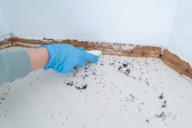 Trusted Strongsville, OH Pest Control Experts